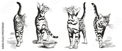 Graceful tabby cat standing near feeding bowl. Illustrations for branding and packaging. Pencil drawing style captures attentive feline with lifted head.
