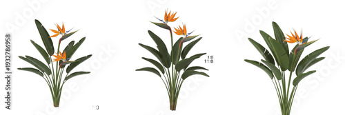 Set of Vibrant Bird of Paradise (Strelitzia) Tropical Plants with Iconic Orange and Blue Blossoms Isolated on White Background PNG