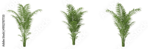 Set of Lush Parlor Palm Plants Isolated on White Background PNG