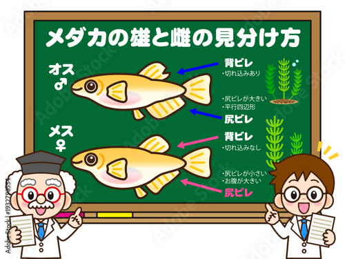 黒板でメダカの見分け方を教える博士と助手のイラスト素材