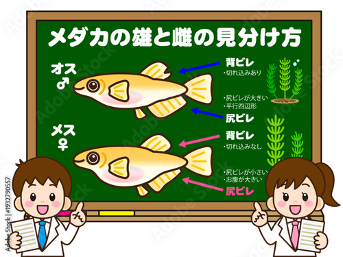 黒板でメダカの見分け方を考える小学生のイラスト素材