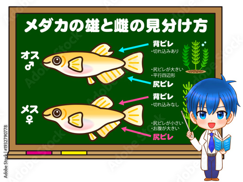 黒板でメダカの見分け方を考える科学者のイラスト素材