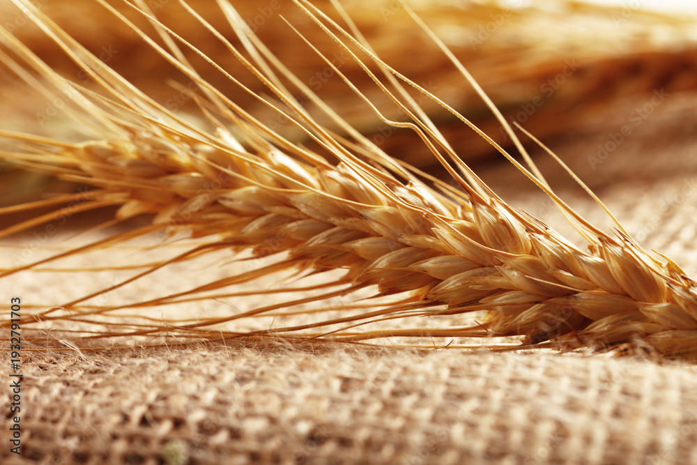 Fototapeta premium Wheat stalk arranged carefully on a plain burlap fabric surface in a simple display setup