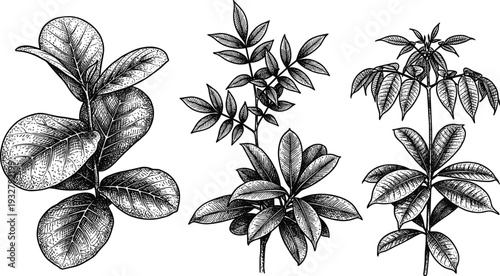 Vintage botanical sketches of various tree branches with realistic leaf veins