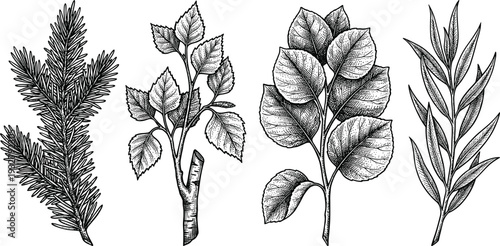 Assortment of plant branches, fir pine leaves birch willow, nature collection