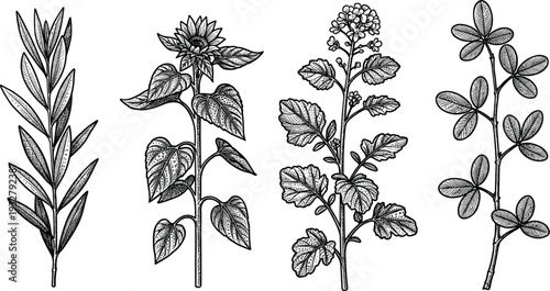 Set of hand drawn plant branches with leaves and flowers botanical illustrations