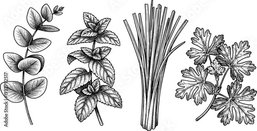 Collection of herbs and leaves drawn in vintage engraving style