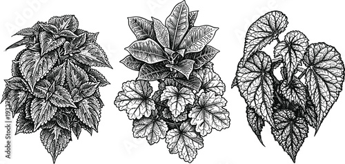 Houseplants with detailed leaves isolated on transparent background sketch style