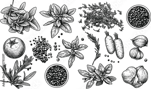 Collection of fresh herbs, spices, vegetables and condiments, detailed sketch