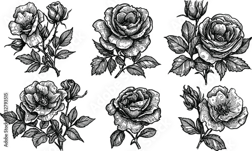 Vintage rose flower sketches collection with detailed petals leaves and blooming