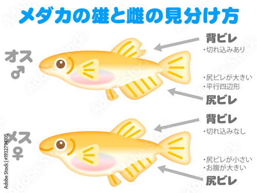 メダカの雄と雌の見分け方の図解イラスト素材2