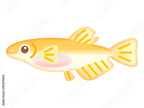 	雄のメダカのイラスト素材