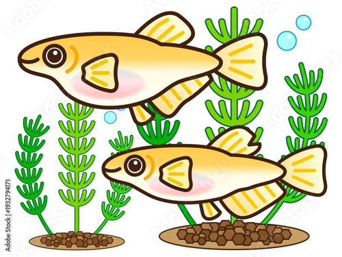 シンプルなメダカと水草のイラスト素材2