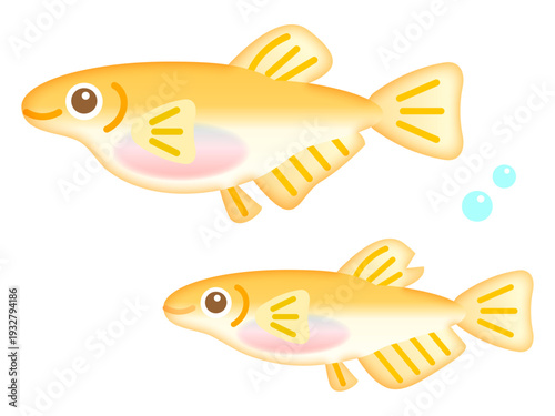 かわいい二匹のメダカのイラスト素材