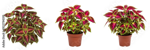 Εκτύπωση καμβά Set of Fresh Potted Coleus Plants with Vibrant Red and Green Variegated Foliage