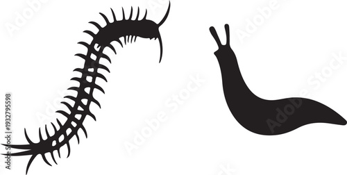 vector illustration of a Centipede