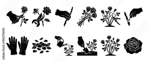 Set of black gardening icons showing the process of planting and caring for roses with tools like gloves, secateurs, and a watering can, isolated on a white background