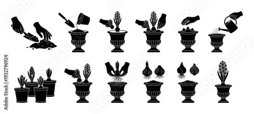 Gardening instruction icons set showing step-by-step process of planting a hyacinth bulb in a decorative urn, a black and white silhouette vector illustration isolated on white