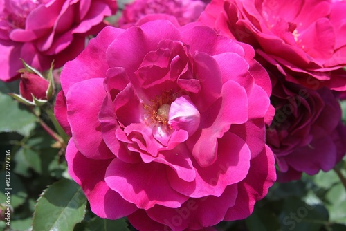 A close-up view of a vibrant deep pink rose in full bloom with delicate petals.