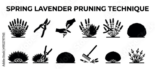 Set of black silhouette icons showing the spring lavender pruning technique with shears and a rake, presented as a step-by-step infographic guide isolated on a white background