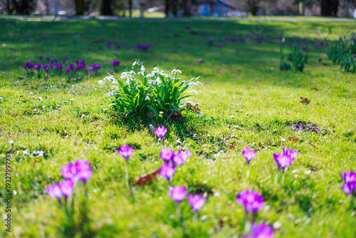 Seasonal spring flowers from garden