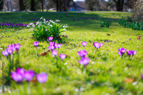 Seasonal spring flowers from garden