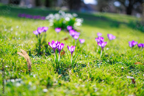 Seasonal spring flowers from garden