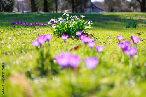 Seasonal spring flowers from garden