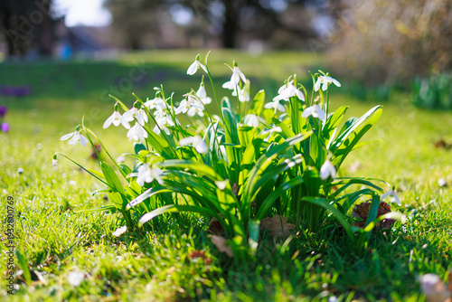 Close up of snowdrop flowers blooming. spring flowers