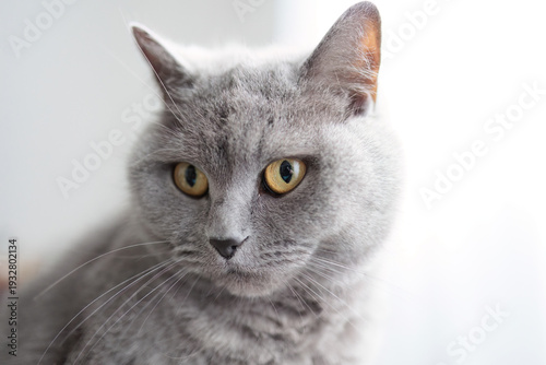 A grey cat with yellow eyes stares at the camera. The cat's fur is long and fluffy, giving it a soft and cuddly appearance.