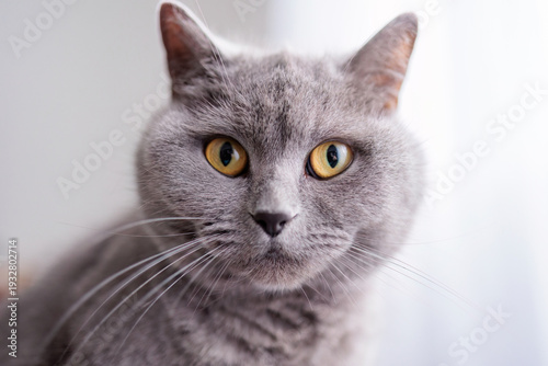 A grey cat with yellow eyes stares at the camera. The cat's fur is long and fluffy, giving it a soft and cuddly appearance.