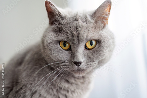 A grey cat with yellow eyes stares at the camera. The cat's fur is long and fluffy, giving it a soft and cuddly appearance.