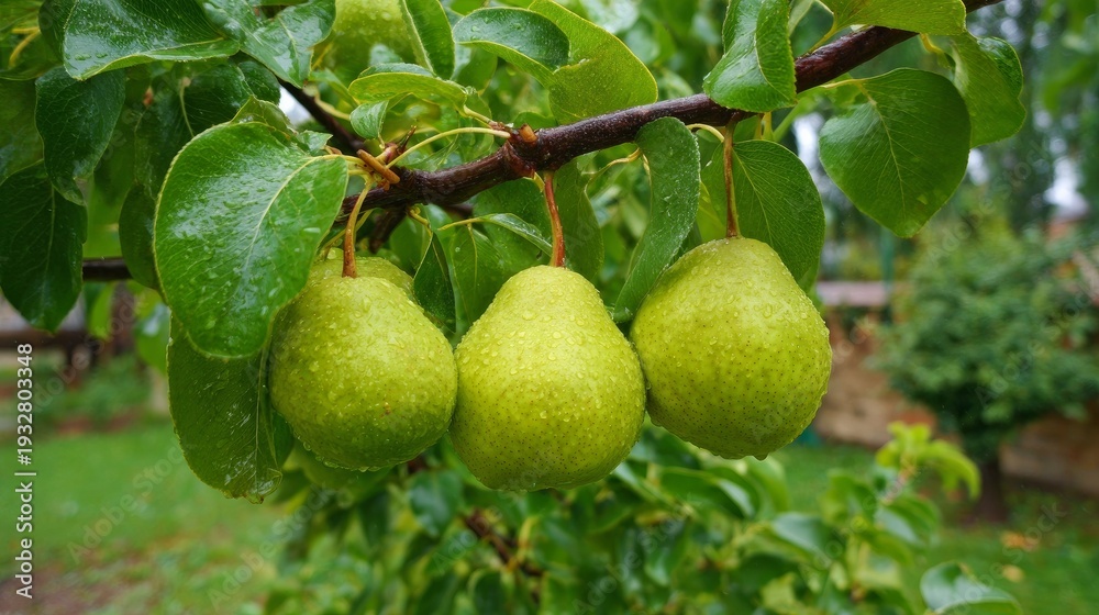 custom made wallpaper toronto digitalJuicy pears hung on a tree in a garden, seen up close.