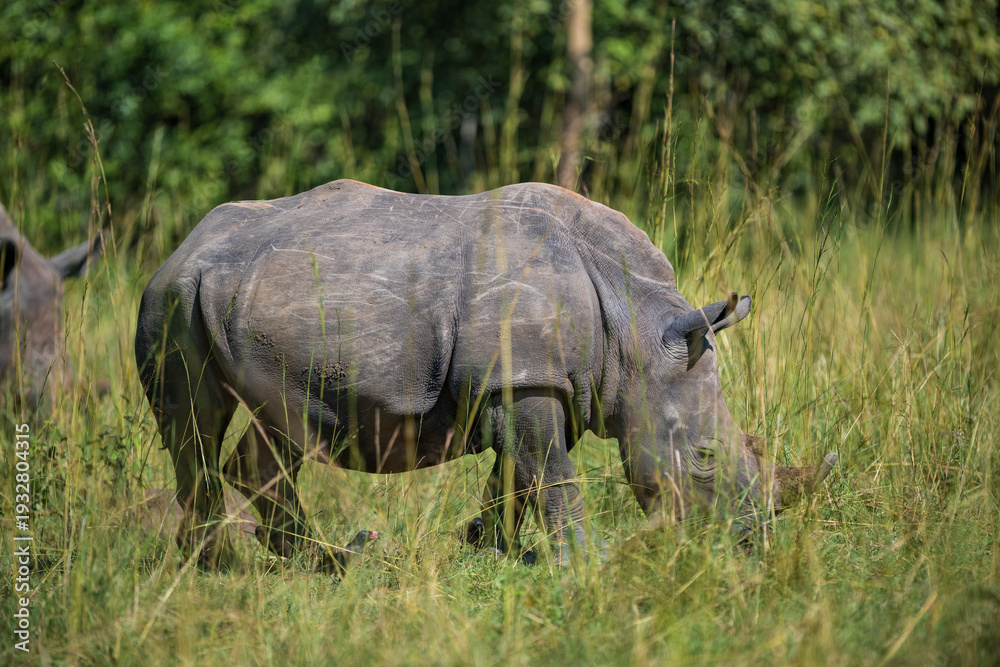 Obraz premium White rhinoceros (Ceratotherium simum) grazing in tall grass in Uganda. African wildlife in natural habitat, endangered species conservation concept.
