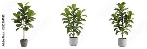 Photos Set of Realistic Fiddle Leaf Fig Trees in Grey Pots PNG Transparent Background