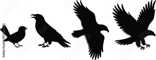 Black raven and eagle silhouettes set with standing and flying bird poses isolated on white background for wildlife and nature design concept