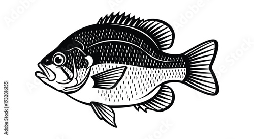 Black and white bluegill fish illustration on white background