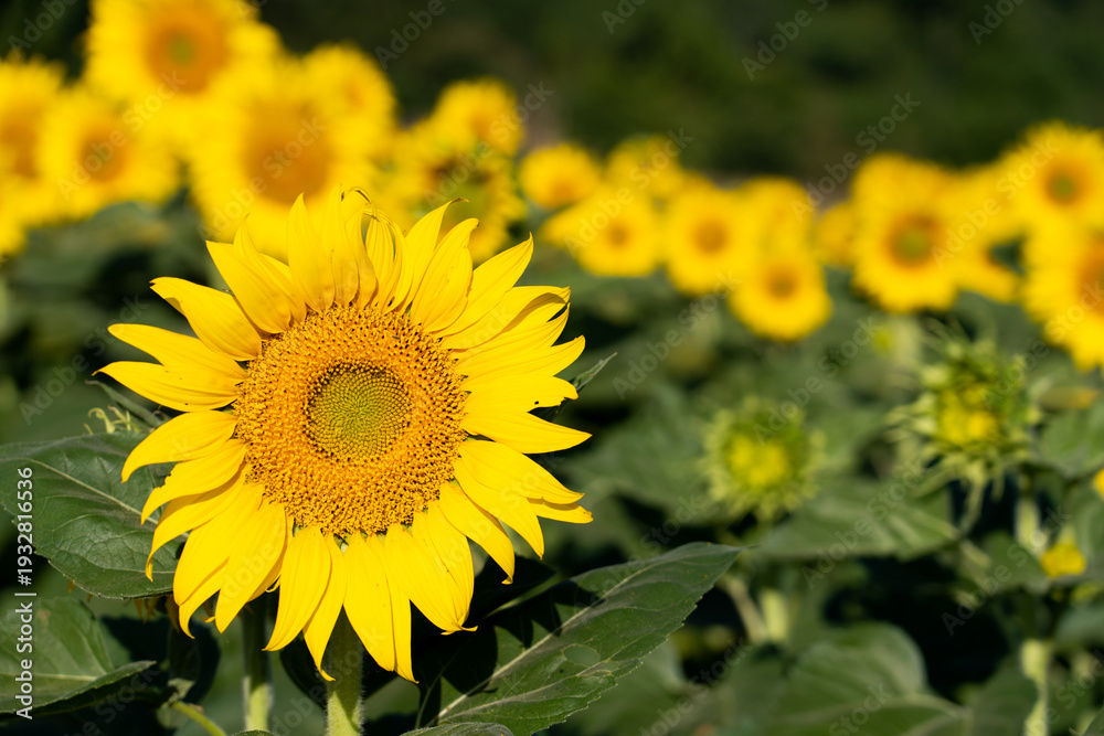 Fototapeta premium Beautiful yellow color sunflower in the agriculture farm background