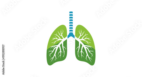 Healthy human lungs anatomy illustration.