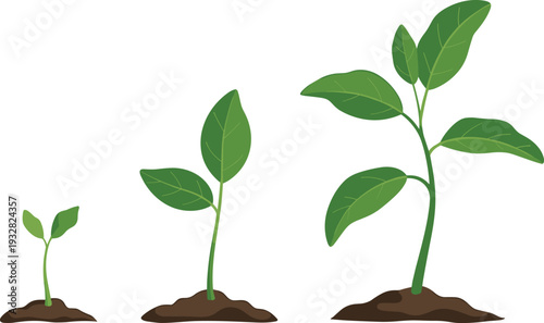 Three stages of plant growth from seedling to mature plant, rooted in soil, symbolizing development, biology, environmental science, and natural progression for educational or design use