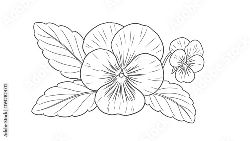 Line art illustration of pansy flowers and leaves.