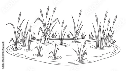 A calm marsh landscape featuring various aquatic plants like cattails and reeds emerging from the water, suitable for naturethemed projects and educational content.