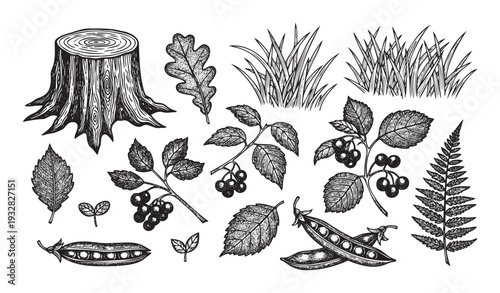 Various natural botanical elements and forest flora rendered in a detailed woodcut style, excellent for organic product packaging, ecological branding, and educational graphic resources.