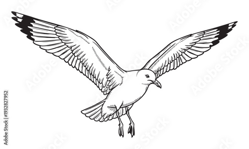 A graceful seagull in full flight with outstretched wings, captured in a monochrome line drawing style, perfect for educational materials or wildlife themed logos and apparel graphics.