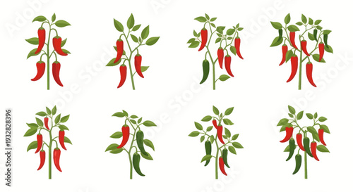 Collection of Red and Green Chili Pepper Plants, Isolated on White Background