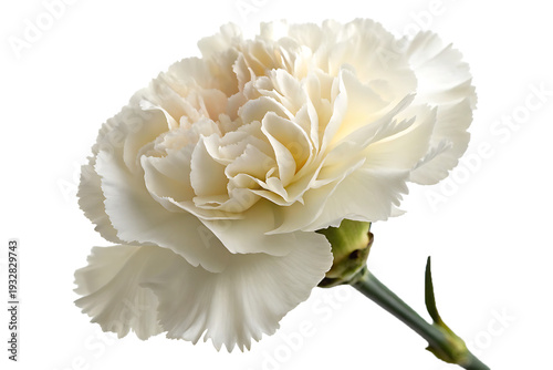 A detailed close up of a pure white carnation flower with delicate ruffled petals bathed in soft sunlight against a blurred background