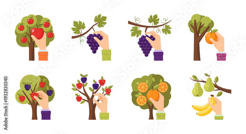Harvesting Fruits From Trees: Apples, Grapes, Oranges, Pears, Bananas, Berries
