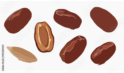 Premium Close Up Dried Dates Fruit Vector Illustration on White Background