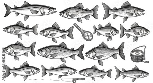 Detailed illustration of various fish species, showcasing their unique characteristics and forms.