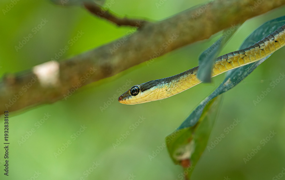 Fototapeta premium Common Bronzeback Tree Snake (Dendrelaphis tristis)